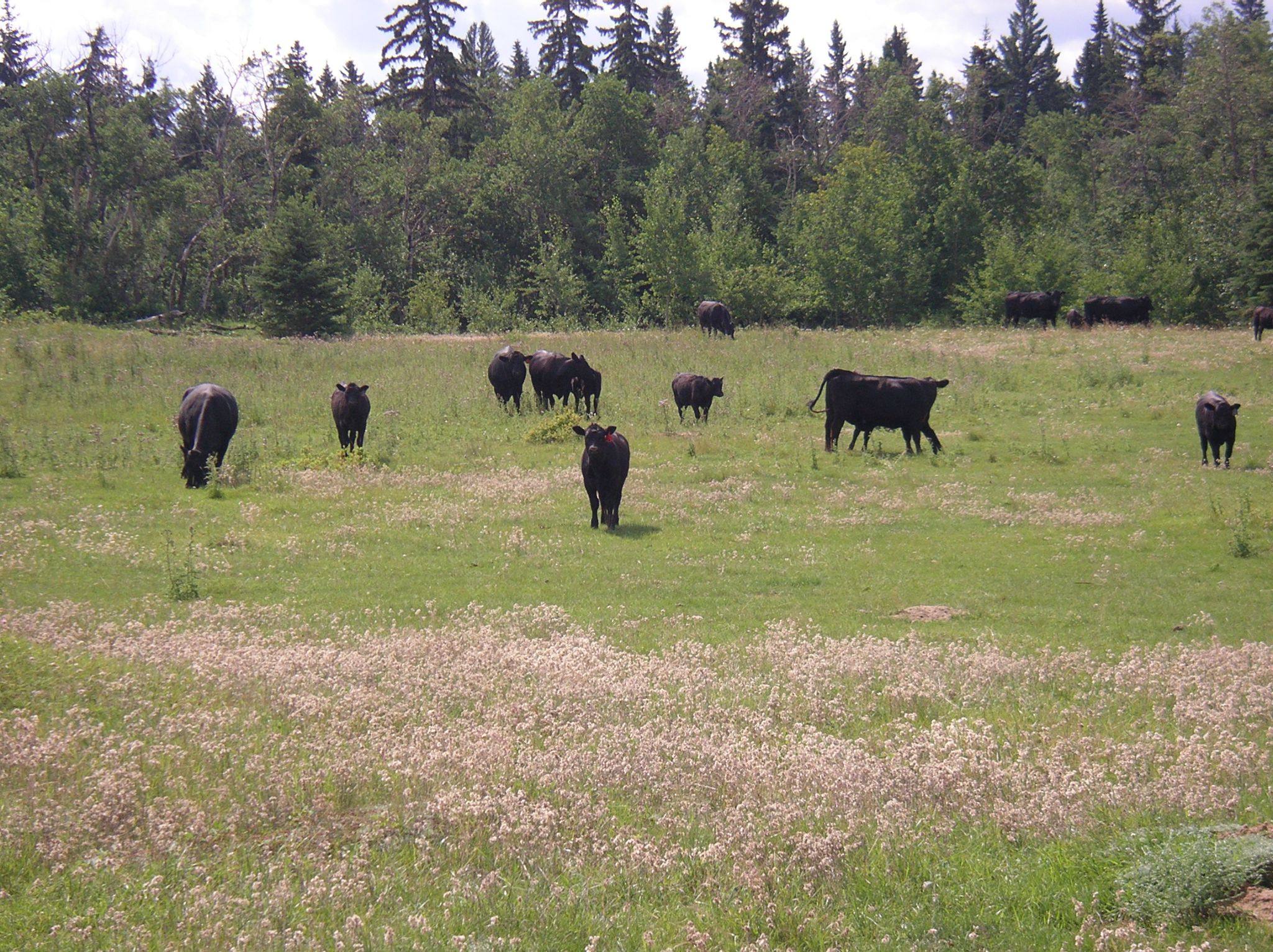 6   Pasture   pasture habitat 2004 08 01